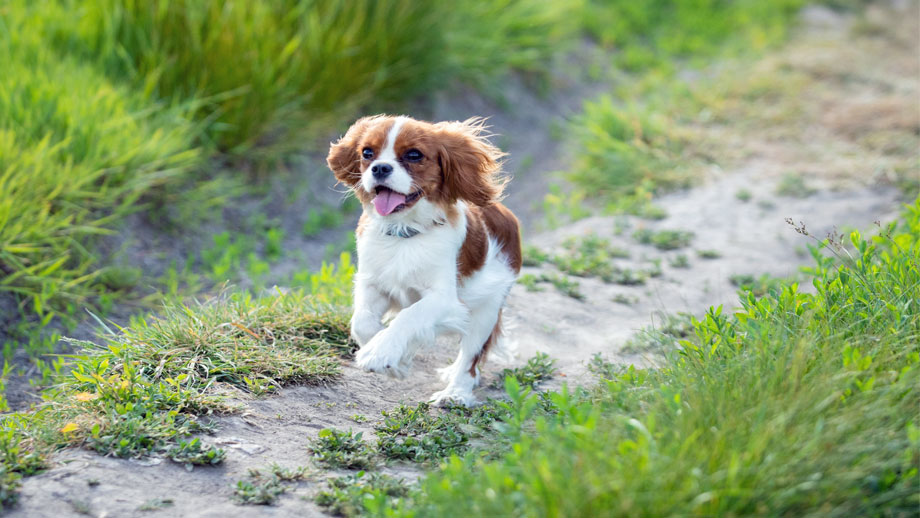 Cavalier King Charles