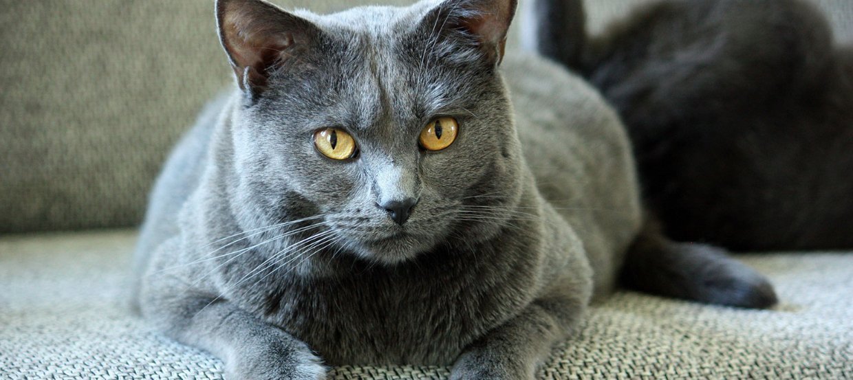Chartreux