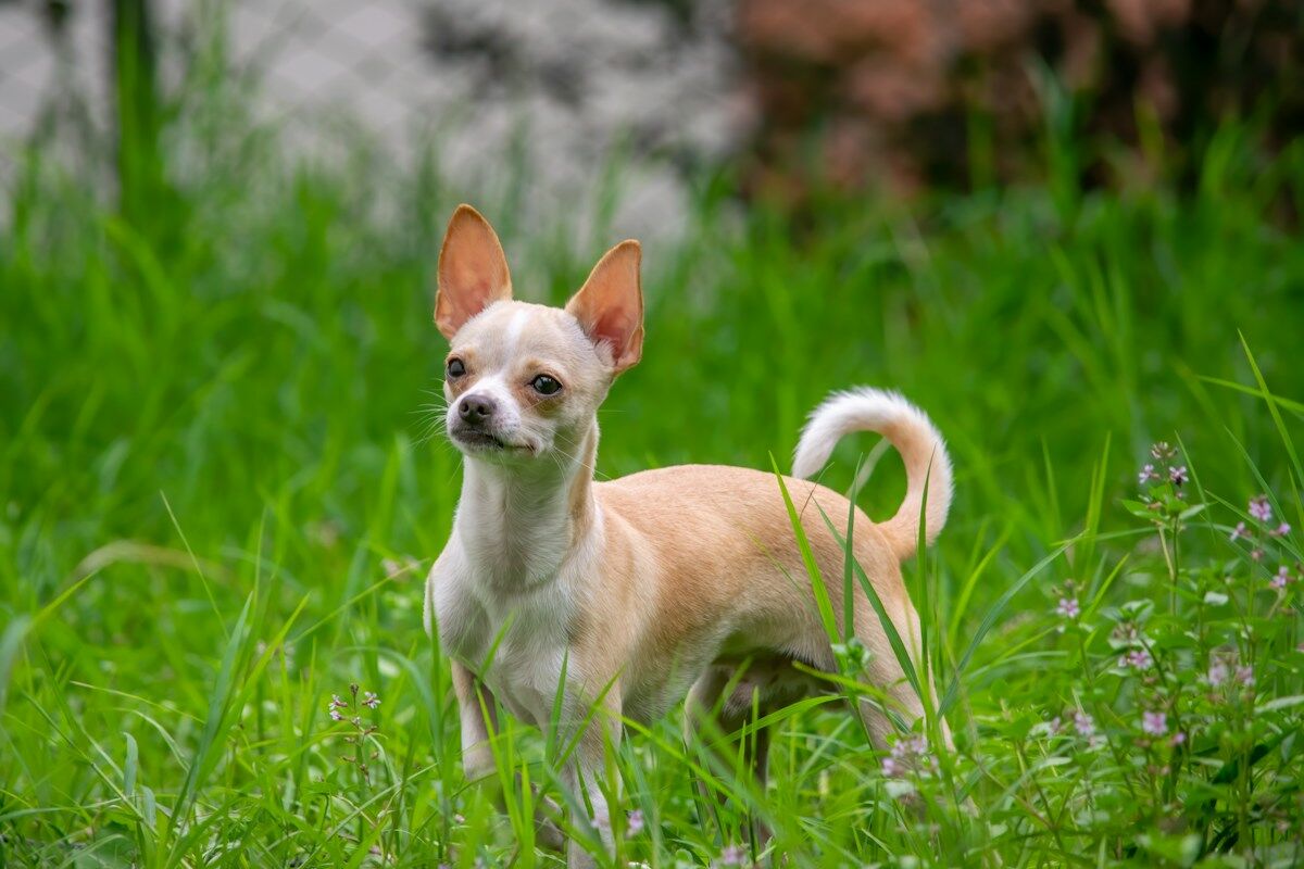 Chihuahua : santé et soins au quotidien