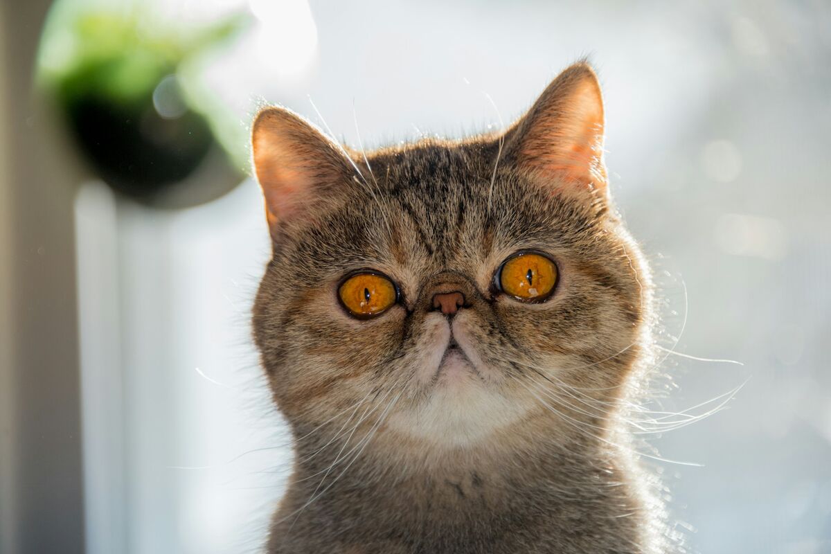 Exotic Shorthair : santé et soins au quotidien