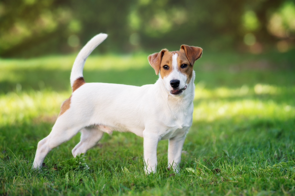 Jack Russell