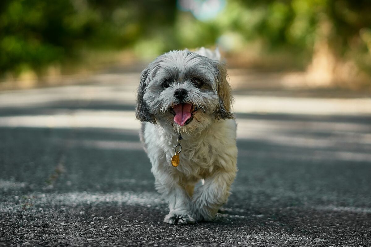 Shih Tzu : santé et soins au quotidien