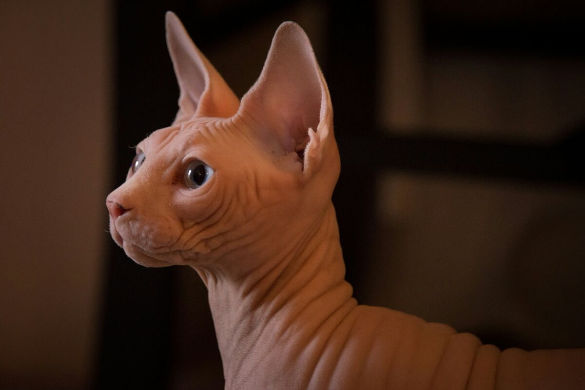 Sphynx : santé et soins au quotidien
