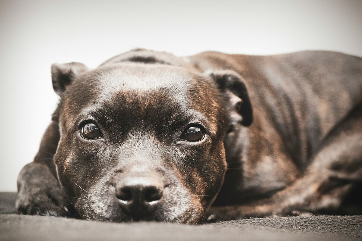 Staffordshire Bull Terrier : santé et soins au quotidien