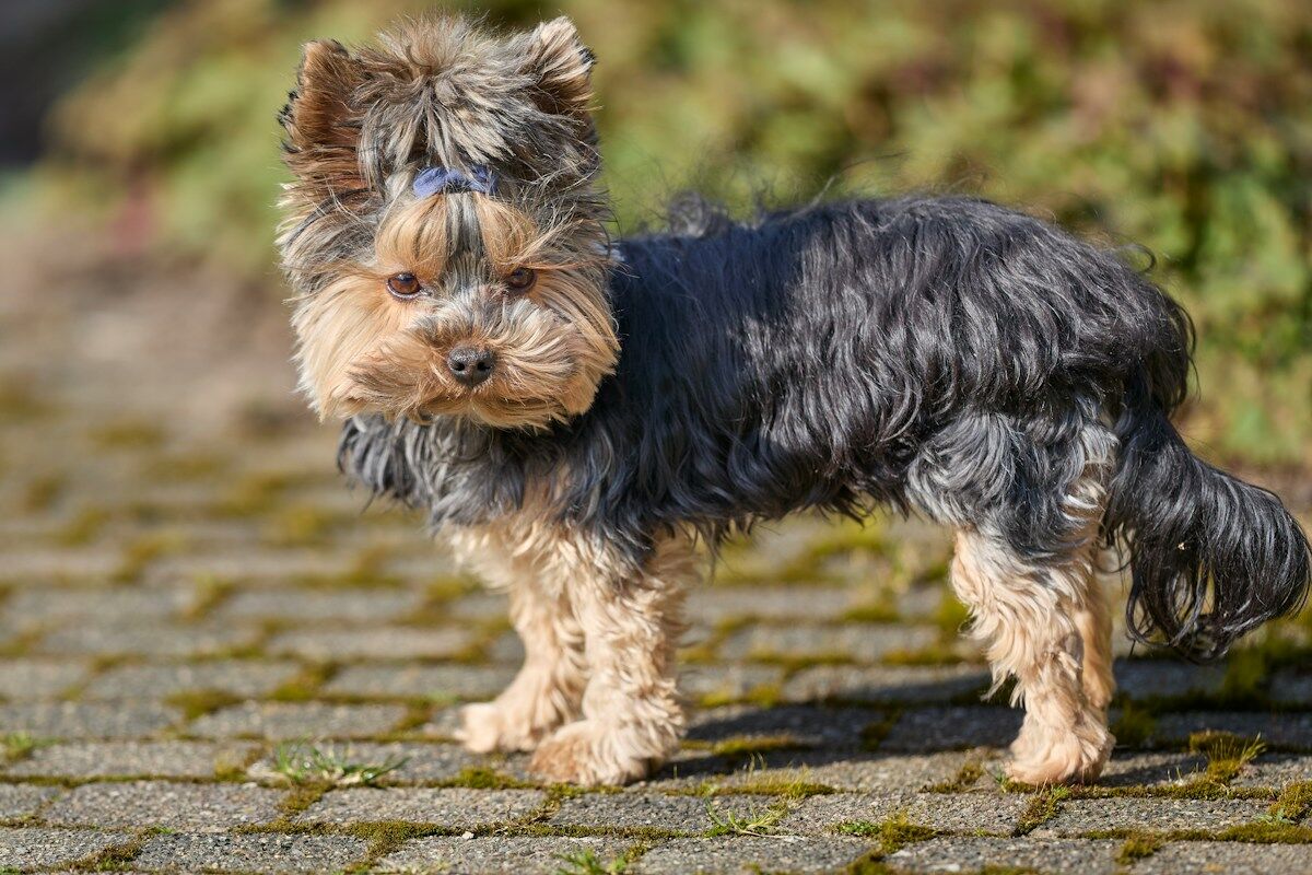 Yorkshire Terrier : santé et soins au quotidien