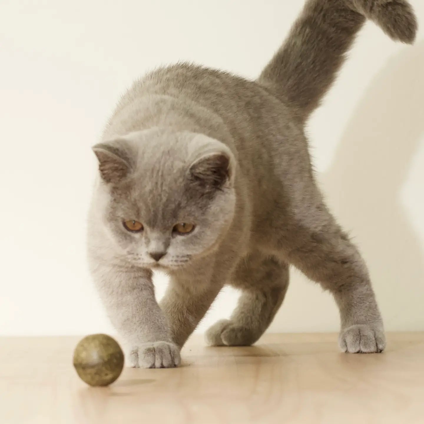 Balle herbe à chat naturelle en action - Chat jouant avec jouet stimulant bio - CasualPets