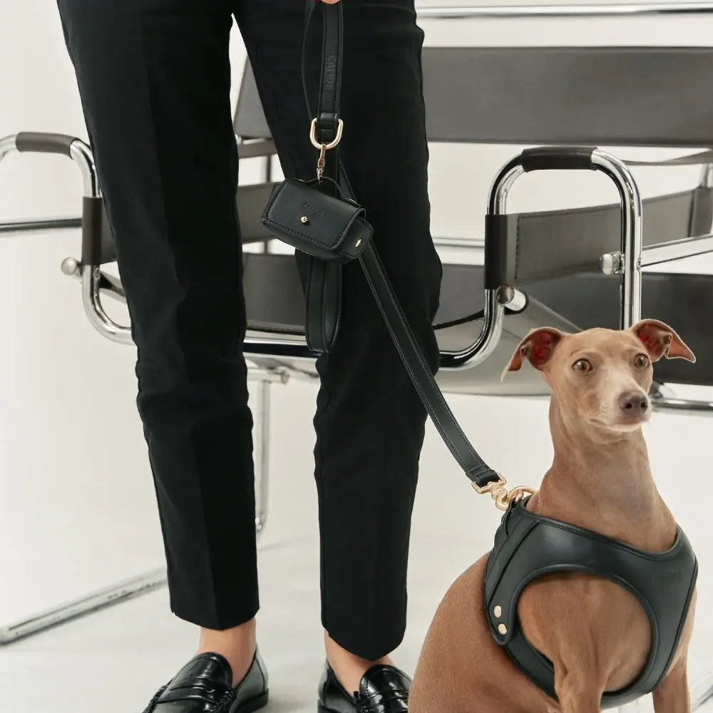 Harnais, laisse et porte sac à déjections cuir végan noir - Kit accessoires chien lévrier premium élégant - CasualPets