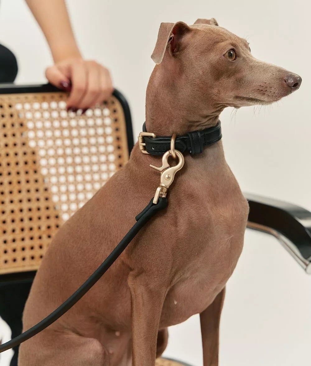 Collier Chien Vegan Lignify® – Cuir Végétal Artisanal avec Boucle Zamak