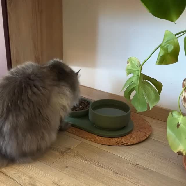 Tapis antidérapant pour gamelles chien chat en liège naturel - Support écologique et design - CasualPets