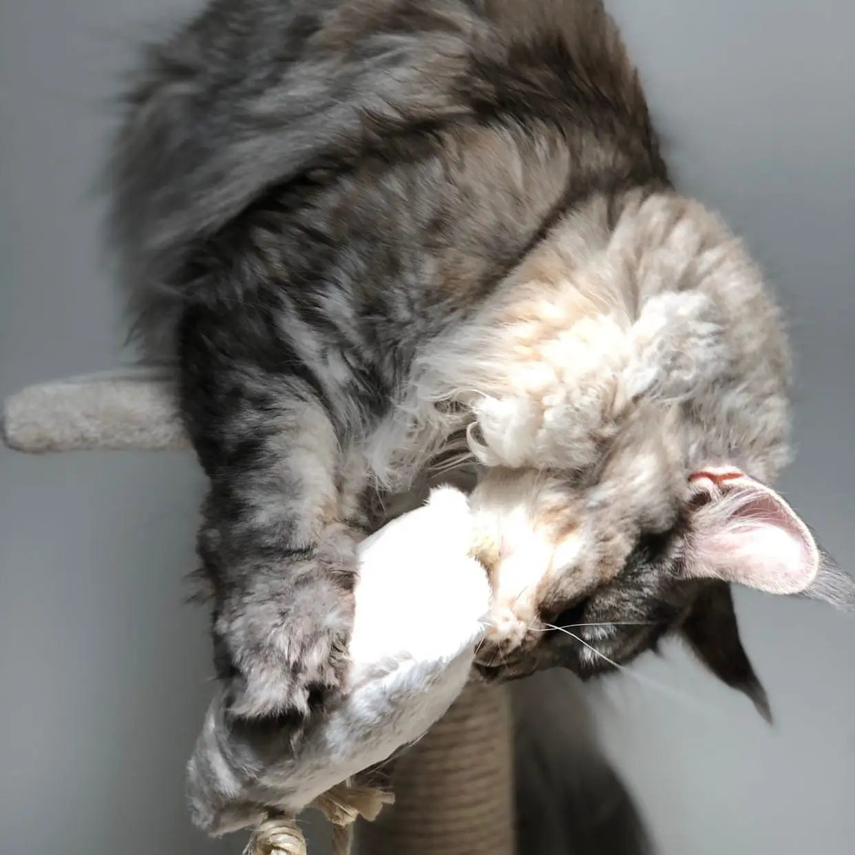 Souris valériane naturelle chat en action - Jouet peluche apaisant écologique - CasualPets