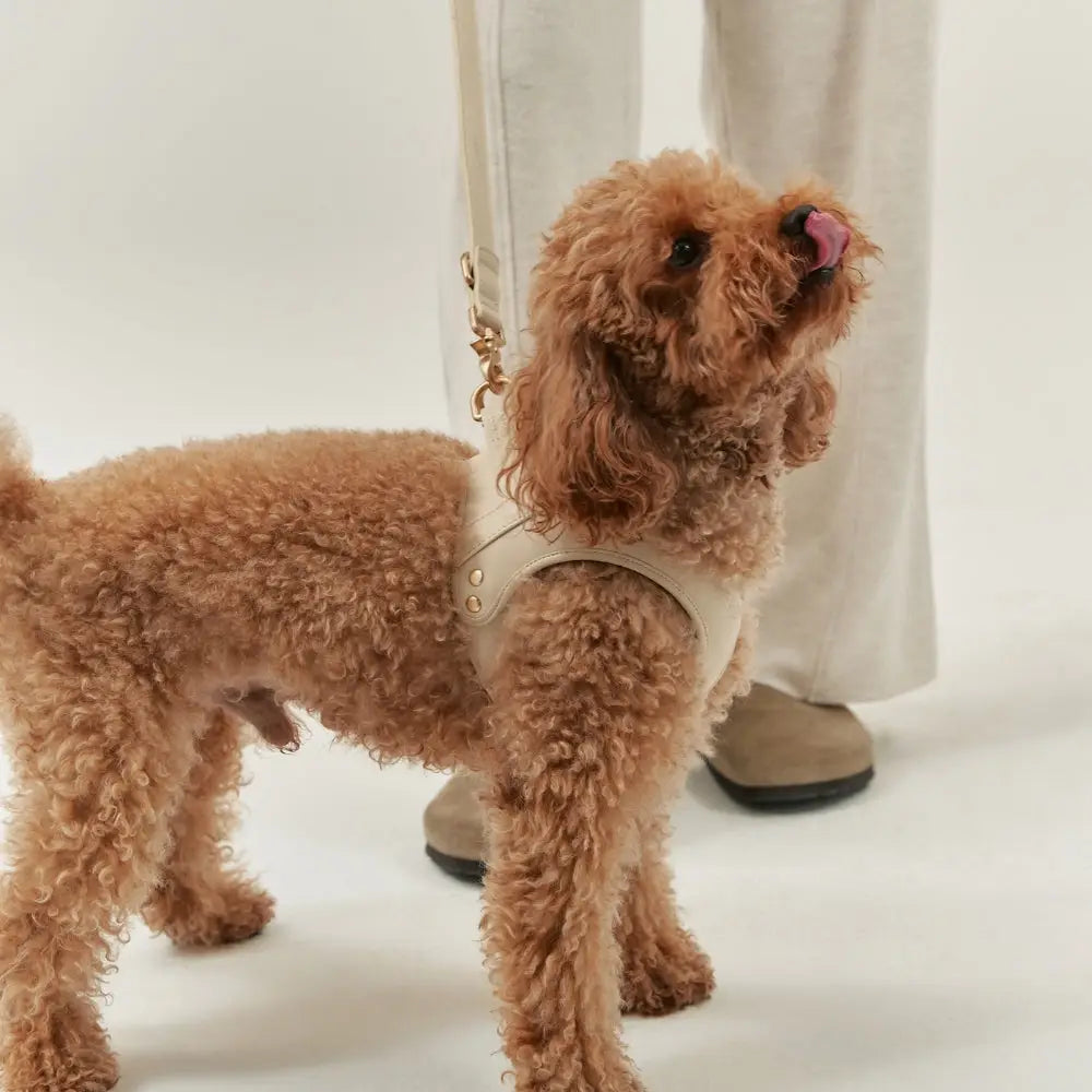 Harnais cuir végan beige petites races - Accessoire chien confortable élégant - CasualPets