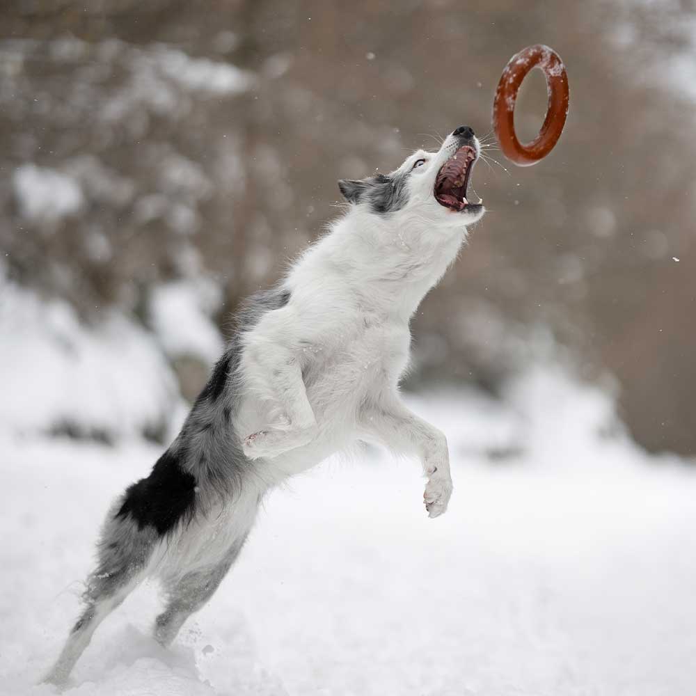 Chien attrapant un frisbee caoutchouc naturel bio en plein vol dans la neige - Jouet à lancer durable - CasualPets