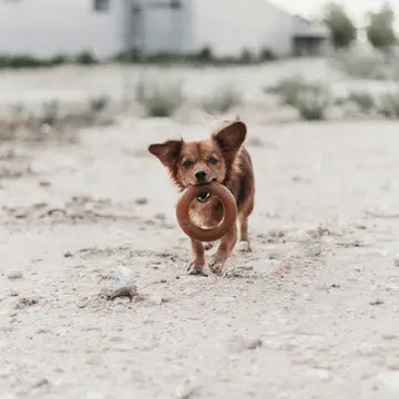 Chien courant avec frisbee caoutchouc naturel bio dans la gueule - Jouet à lancer résistant - CasualPets
