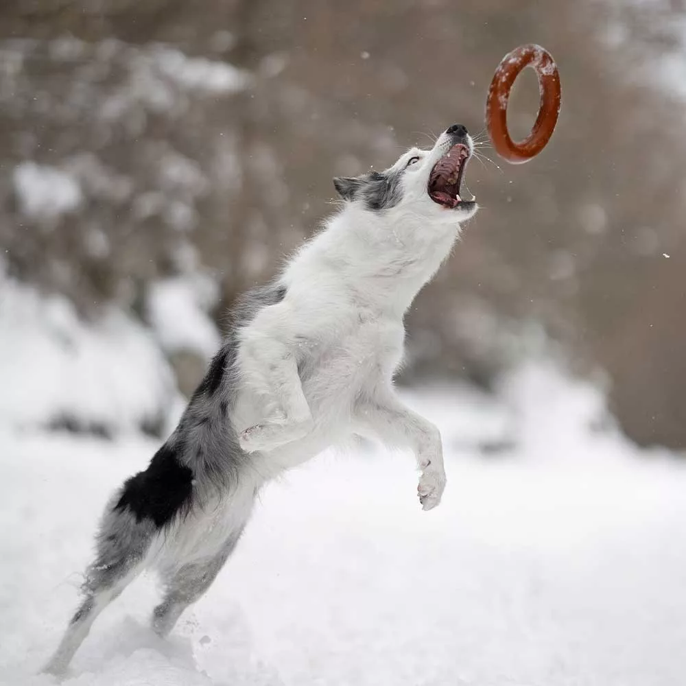 Chien attrapant un frisbee caoutchouc naturel bio en plein vol dans la neige - Jouet à lancer durable - CasualPets