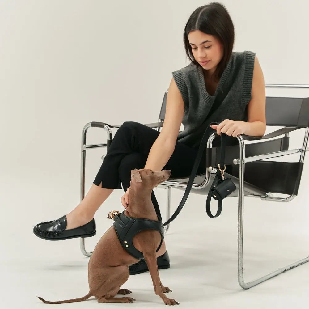 Harnais, laisse et porte sac à déjections cuir végan noir - Kit accessoires chien lévrier confort et contrôle - CasualPets