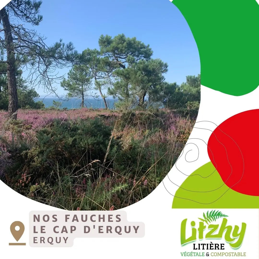 Landes du Cap d'Erquy source de la litière végétale naturelle Litzhy - Origine locale française écologique - CasualPets